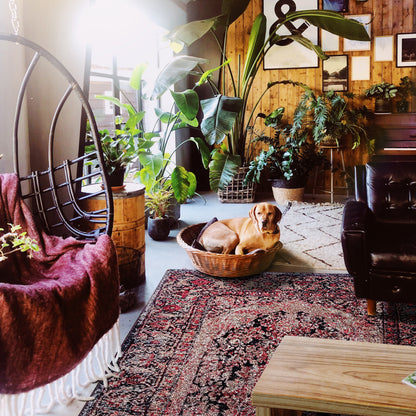 A warm, sunlit living room filled with plants, featuring a tan dog resting in a woven basket pet bed on a patterned rug. A black hanging chair with a burgundy throw is visible on the left, and a dark leather armchair sits on the right against a wood-paneled wall.