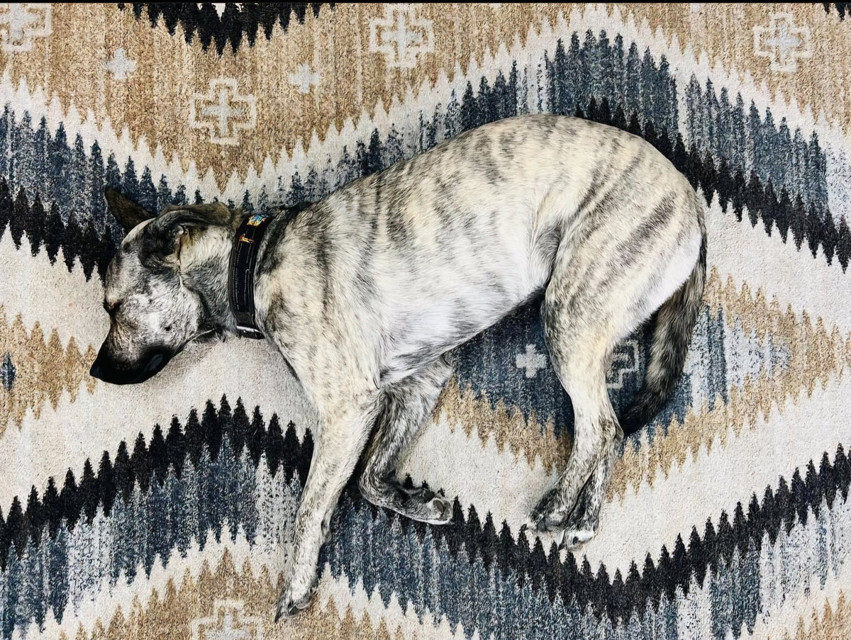 A brindle gray and white dog sleeping on a patterned geometric rug with beige, gray, and black zigzag designs.